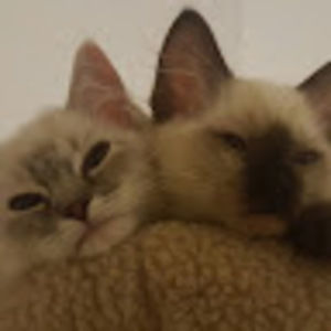 Meet your Posher, Brekka